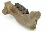 Fossil Woolly Rhino (Coelodonta) Mandible - Siberia #235431-5